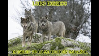 Lobo Ibérico (Canis Lupus Signatus) - Lo se todo en Español