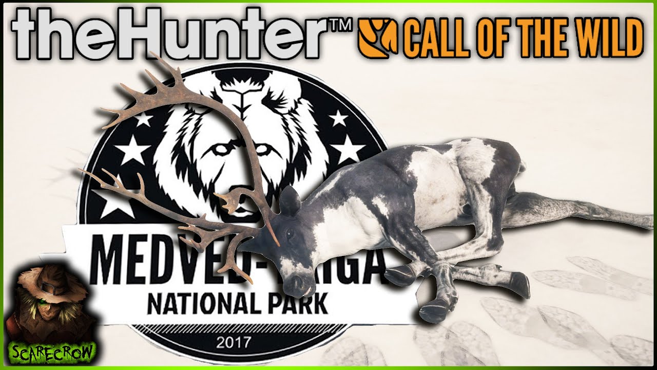 Piebald Reindeer Look Reindeer Herd management Is Going