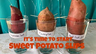 It’s Time To Start Sweet Potato Slips