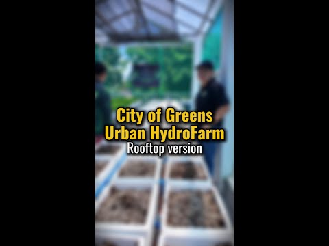 Pumice sa Lettuce, Drip sa Pakwan: Grower Strategies from Cavite | Norman Ang Part 2 Pumice sa Lettuce, Drip sa Pakwan: Grower Strategies from Cavite | Norman Ang Part 2