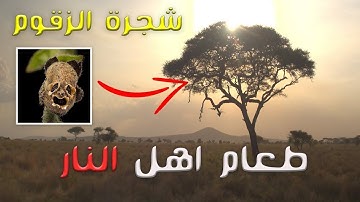 تلاوة مؤثرة ان شجرة الزقوم طعام الاثيم