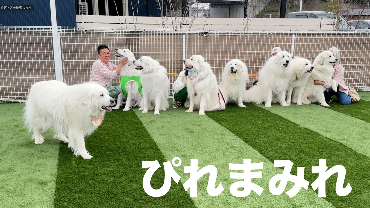 さくらの兄妹とその家族がやってきてピレまみれになったDagです - YouTube