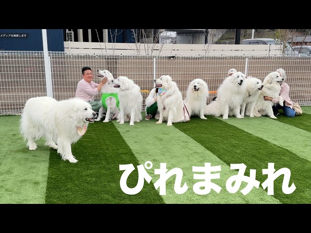 さくらの兄妹とその家族がやってきてピレまみれになったDagです - YouTube