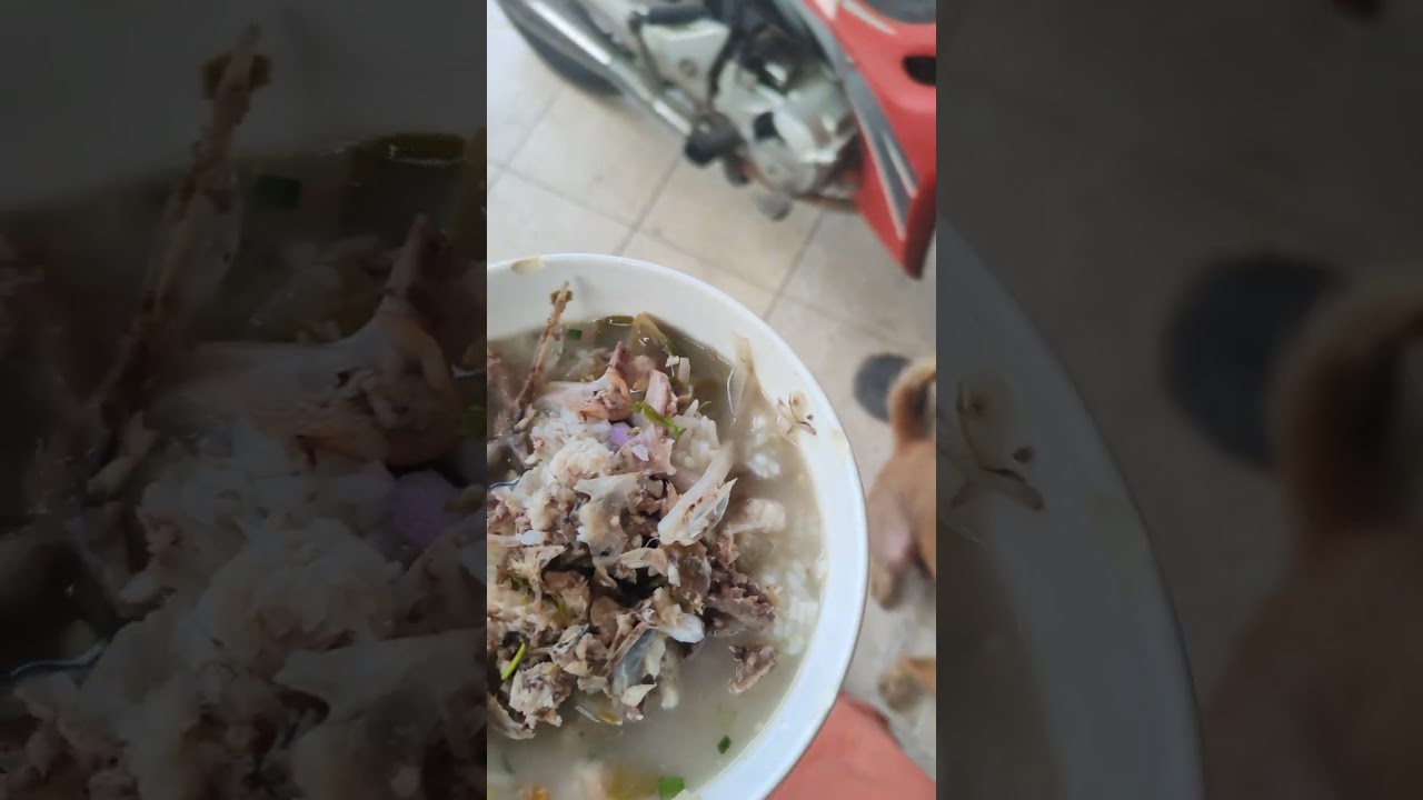 The funniest animals Fun with cats and dogs 2023 Pets Studio 