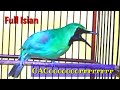Tembakan Cucak Ijo Gacor Buat Ijo Lain Ikut Bunyi Masteran Cucak Ijo Full Isian Mp3 - Mp4 Download