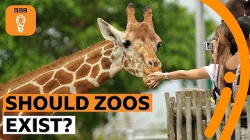 Should zoos exist? | BBC Ideas