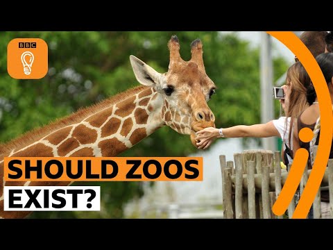 Video: Hvad sker der, når zoologiske dyr går ud?