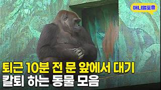 월요병 퇴치👊 칼퇴 하는 동물원 동물들 모음 I KBS 스펀지 060617 방송