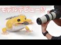 うちの爬虫類たちがモデルデビュー!?