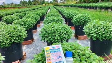 xịt thuốc và tưới phân cho Cúc mâm xôi sau khi ngắt đọt cơi 5( già cây và tẻ sớm) hoa Tết 2024