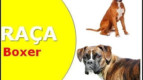 Quanto um boxer deve comer por dia?