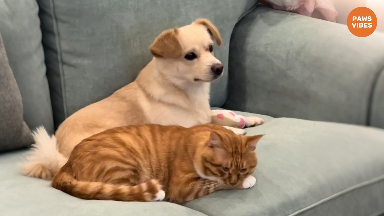 Брошенные щенок и котенок нашли друг друга на придорожной стоянке для отдыха.