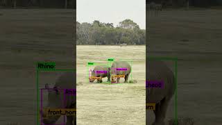 AI Detects Rhino Horns in Real-Time! 🦏⚡ Computer Vision Wildlife Demo #Shorts #shorts