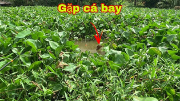 Câu Cá Tra Sông Bằng Cần Câu Tay Dài 8m1 Gặp Ngay Ổ Luôn | Fishing - Miền Tây