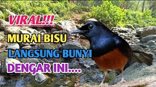 MURAI MU BUNYINYA PELAN! PUTARKAN INI DIJAMIN LANGSUNG NGEPLONG