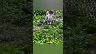 He's so fast 😭