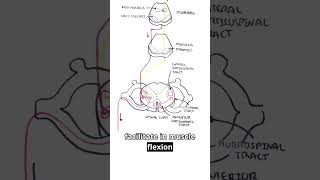 Weakness with flexed upper limbs and extended lower limbs? 🔴🧠 #UpperMotorNeuron #Neuroanatomy #MedEd