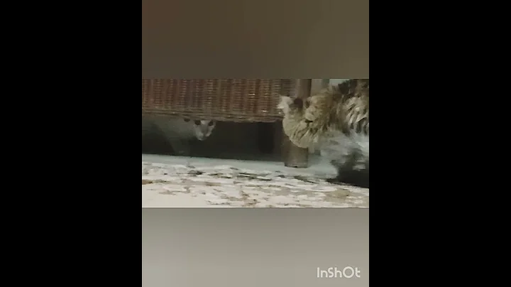 Watch the video about Persian cat vs stray cat pt 2🐱