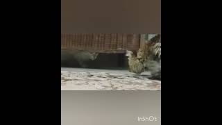 Persian cat vs stray cat pt 2🐱