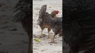 Gallinas en Ocean Beach 🐔🌊 ¿Qué encontraron aquí? #Gallinas #oceanbeach