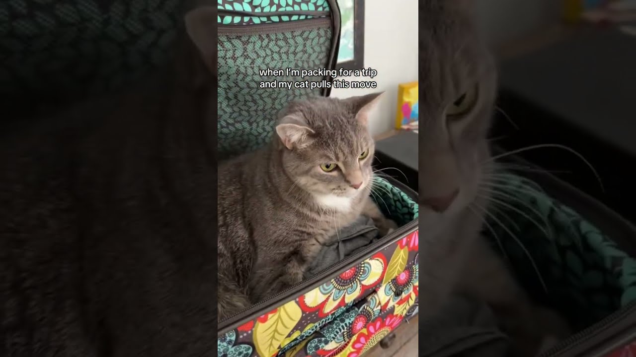 Nvm I M Not Going Catsoftiktok Cattok Catmom Cats Vacation