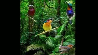 mp3 pikat burung kolibri