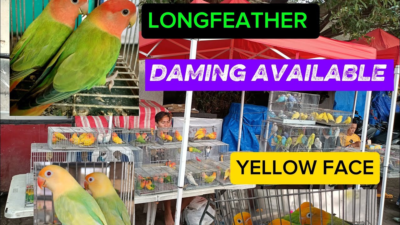 Ibat ibang klase ng ibon matatagpuan dito sa MALABON PET MARKET pasyal n mga suki every sat n sun