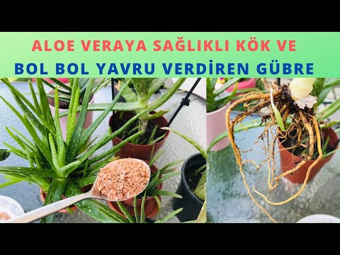 Aloe Vera Sağlıklı Kök ve Bol Yavru İçin Coşturan Gübre/Aloe vera bakımı /Aloe Vera Sulama -Ekimi