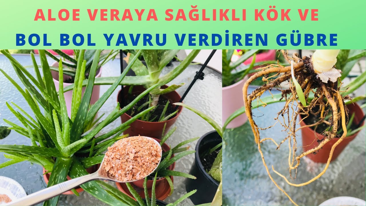 Бодрящее удобрение с алоэ вера для здоровых корней и обильных щенков / Уход за алоэ вера / Орошени