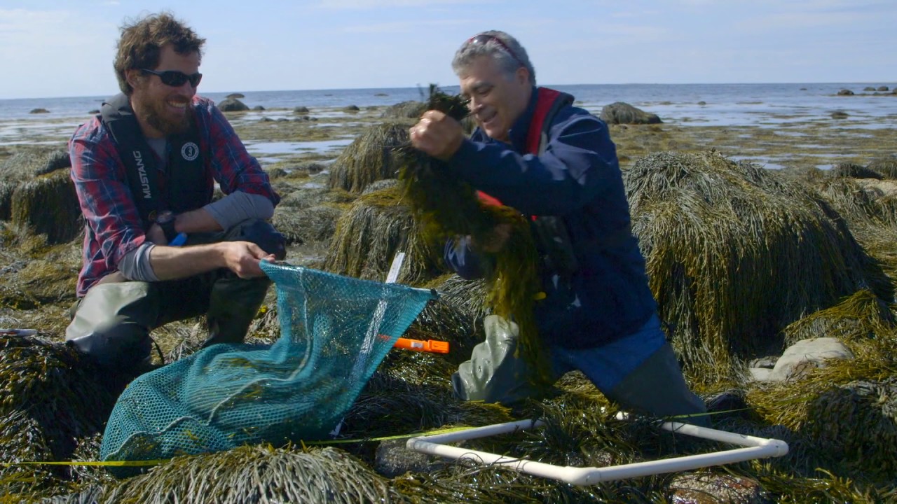 Acadian Seaplants Brand Story HD YouTube