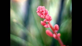 Sexy flower screenshot 1