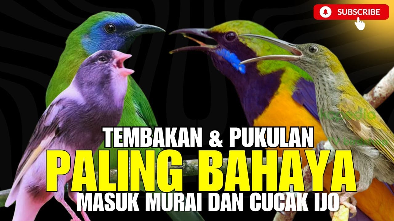 MASTERAN PALING DASYAT 2026!! TEMBAKAN KASARAN & JERITAN - JUARA KALAU MATERI INI MASUK KE MURAI