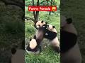 🐼 Panda ne kamaal kar diya 😂 | Cute &amp; Funny Moment #Shorts