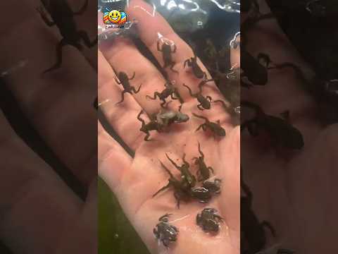 مراحل نمو الضفدع بيضة شرغوف ضفدع صغير