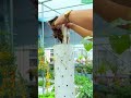 DIY Vertical Pipe Garden Made Simple! #plants #shorts