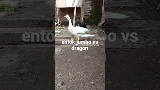 Entok Jumbo Dan Entok Dragon