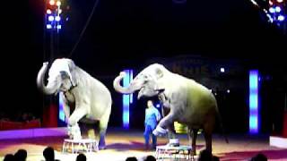 Marek Jama and his elephant dressage/training at the Circus Charles Knie's show in Stuttgart (Cannstadter Wasen) on November 4th, 2008