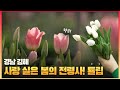 [6시 내고향-창원] 사랑 실은 봄의 전령사! 튤립 (KBS 2024.02.16.금요일)