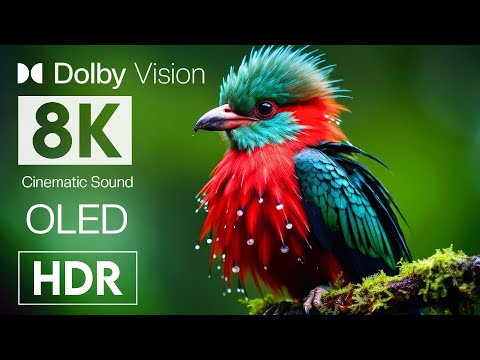 Dolby Vision Animal Beauty with Cinematic Sound