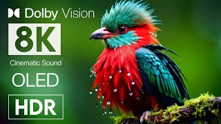 8K HDR Video Best of Color Burst Dolby Vision | Animal Beauty with Cinematic Sound (color dynamic)