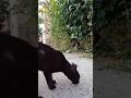Chocolate Chip, my Cat friend memories.