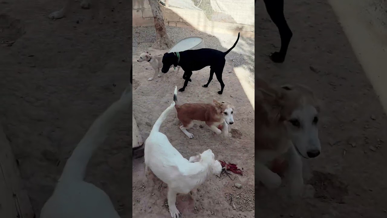 Rescue puppy meet up 