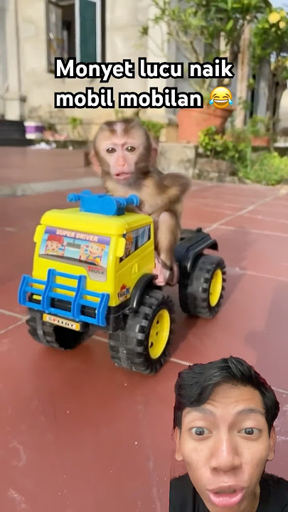 Monyet lucu naik mobil mobilan 😂