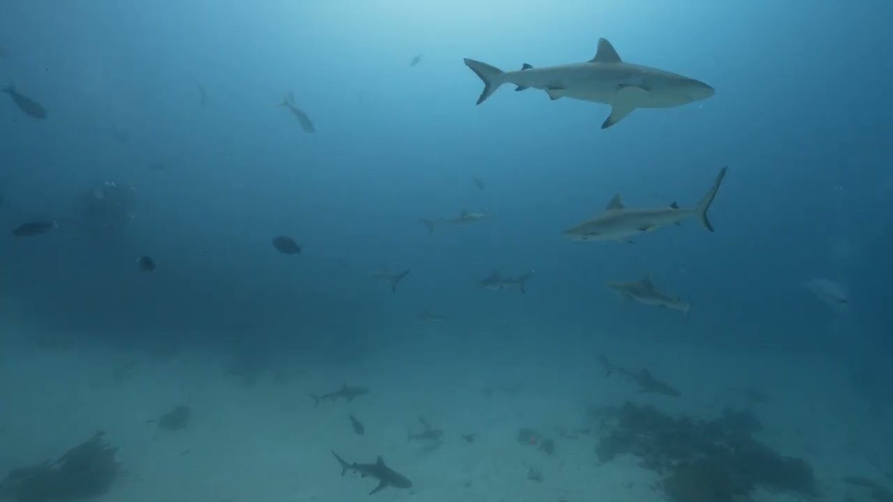 ⁣Spinners Sharks, Maldives