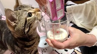 大好きなミルクに興奮しすぎて盛大にやらかしてしまった猫ｗ