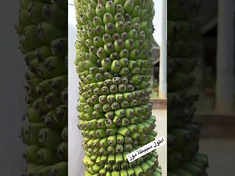 اطول سبيطة موز