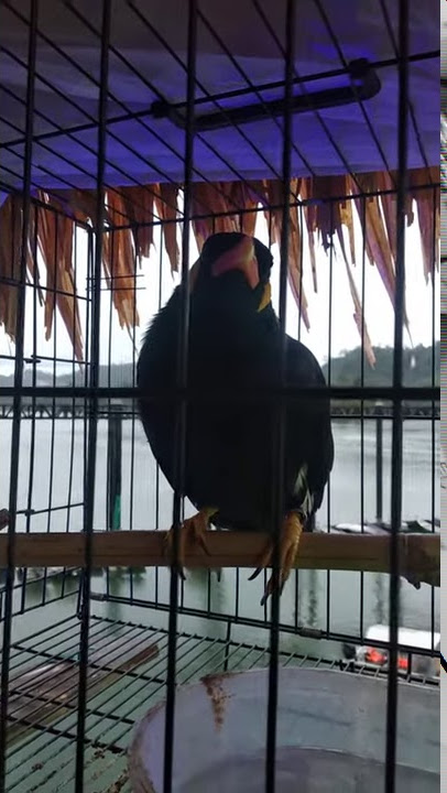 Burung ucap salam