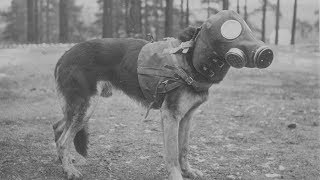 5 Animals Used in War 5 Animals Used in War