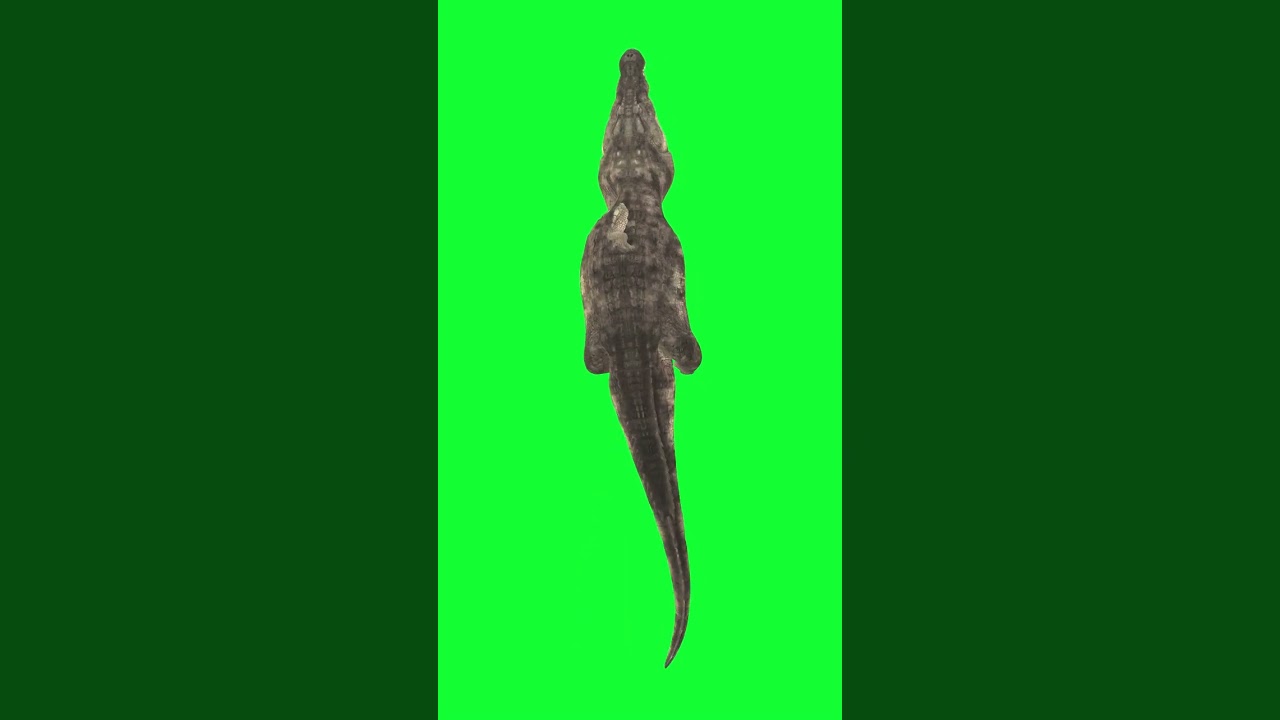 Swimming Crocodile Greenscreen Free Download No Copyright Claimed 