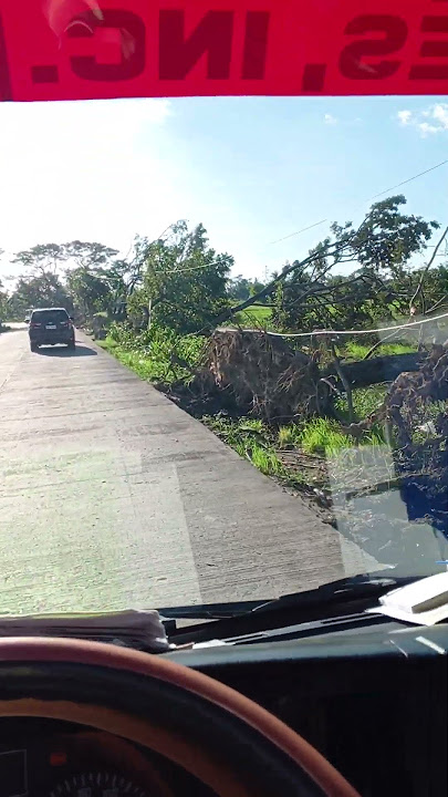 ubos buwal mga puno guys #bagyongtino #a #shortsvideo